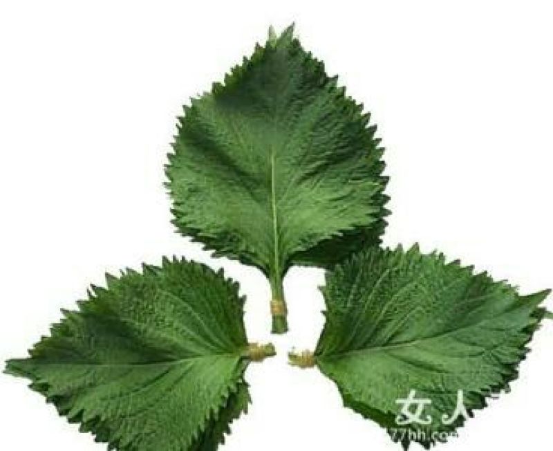 紫苏叶紫苏片紫苏梗紫苏紫苏段紫苏籽紫苏专营