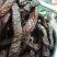 牛肉干黄牛肉鲜肉
