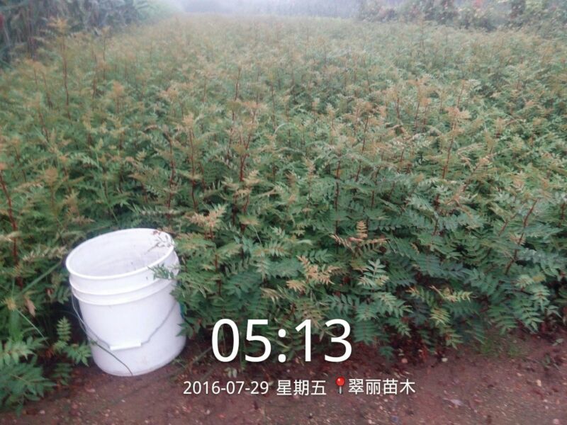 花椒苗正宗泰山大红袍花椒种苗无刺大红袍花椒种苗，九叶青花