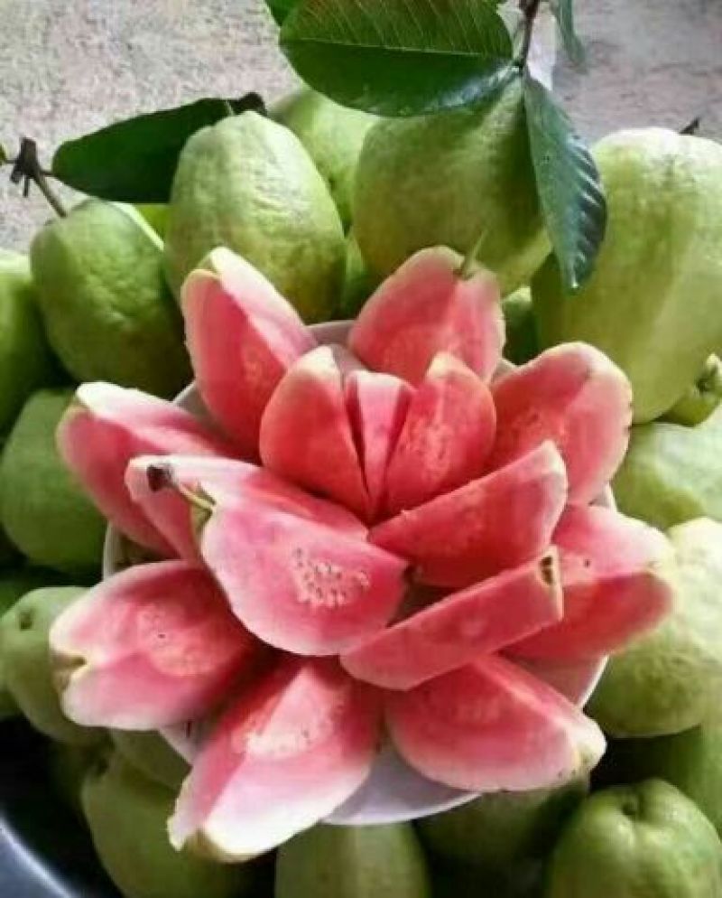番石榴苗