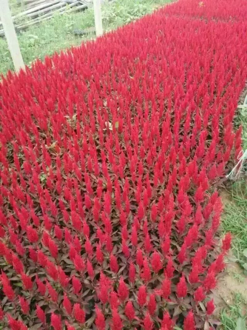 一串红