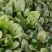 大叶菠菜20~25厘米