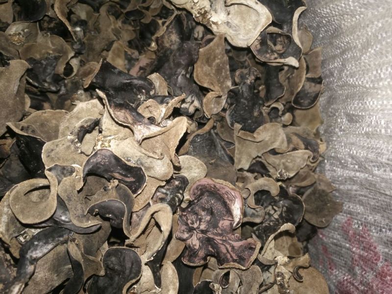 黑木耳特级