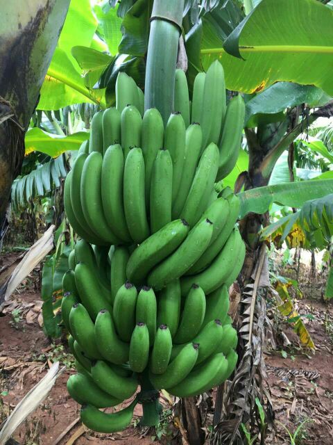 陕西咸阳市永寿县巴西香蕉 七成熟批发_张锦供