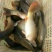 池鲤鱼食用1~2公斤