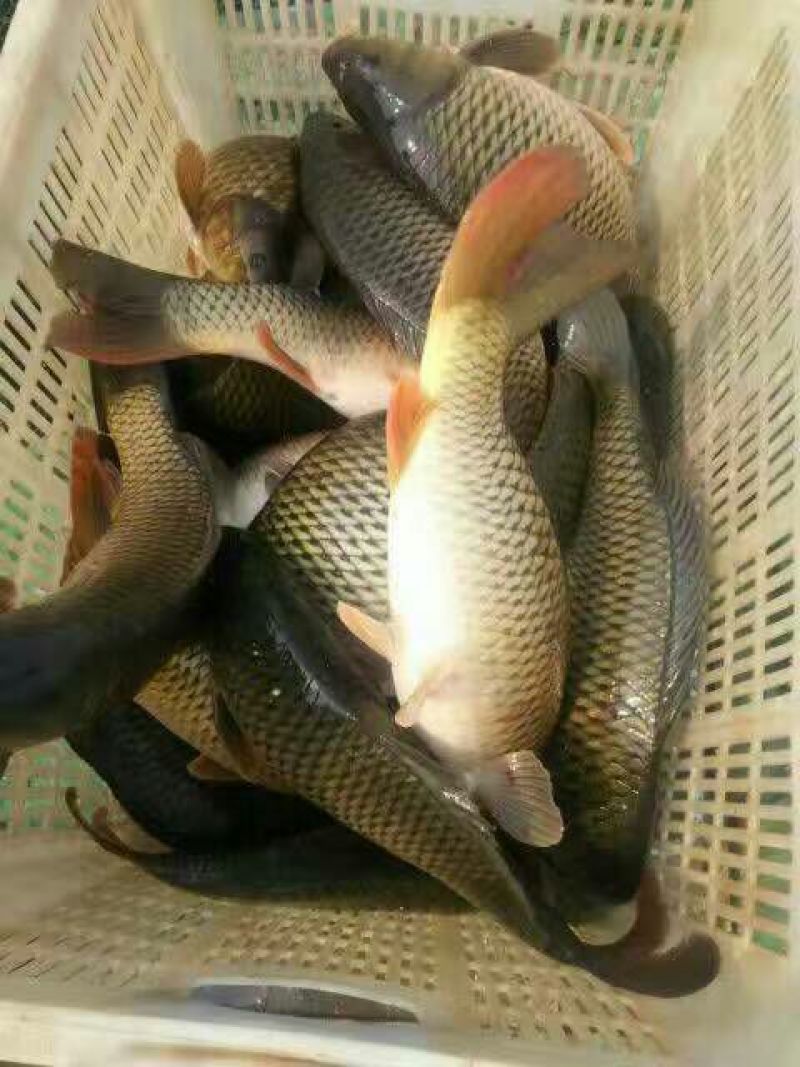 池鲤鱼食用1~2公斤