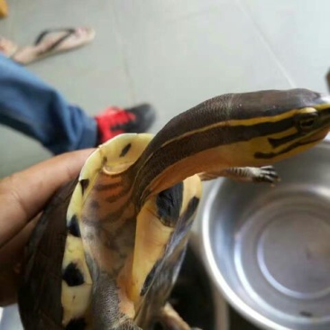 鳖