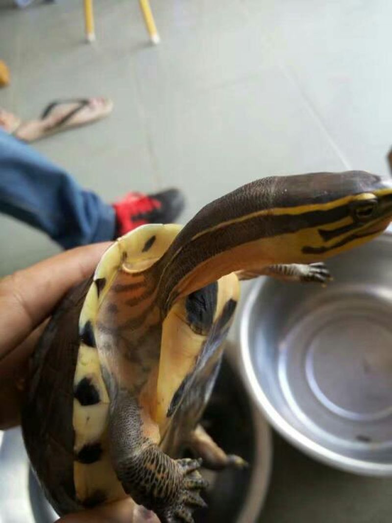 鳖