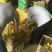 鹅苗250g以下