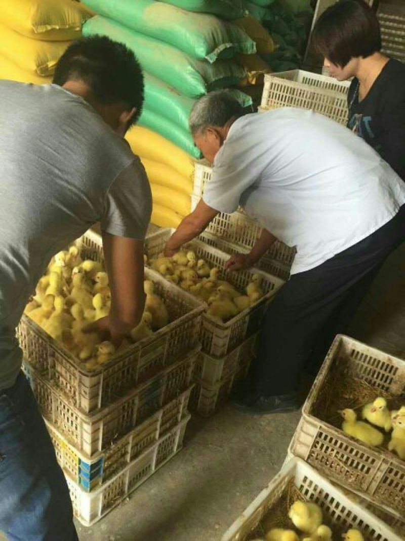 鹅苗250g以下