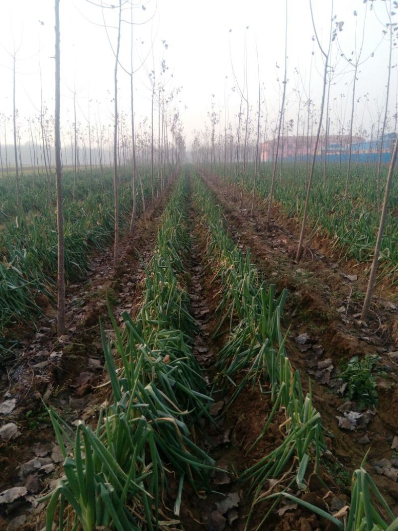 铁杆大葱毛葱1cm左右