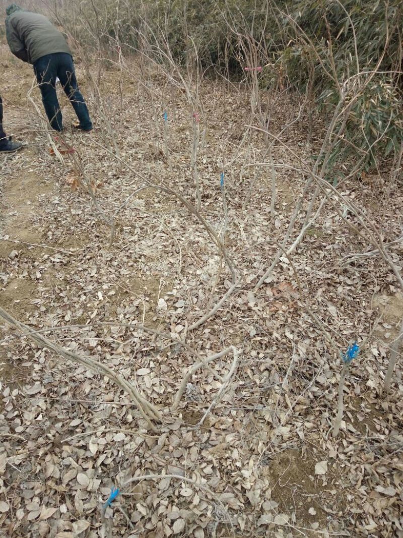 紫藤1~2cm1~1.5米，山东泰安紫藤基地，2-3