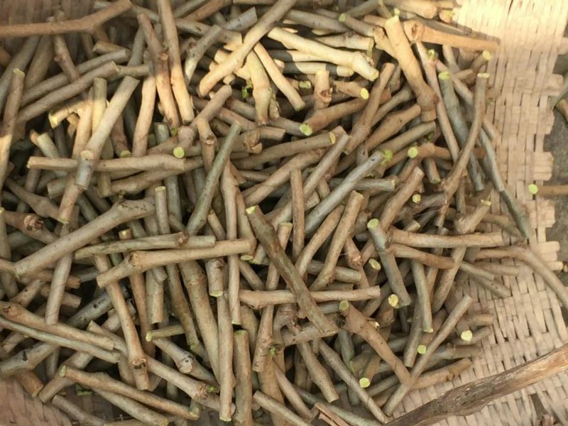 广西藤县葛根苗粉葛苗高产葛根苗粉葛苗
