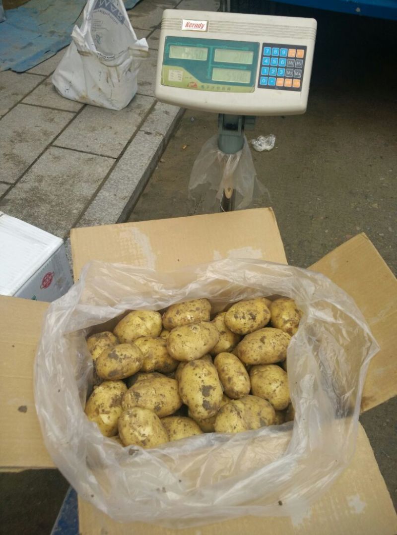 黄土地土豆🥔兴佳2号二两以上精品黄皮黄心欢迎