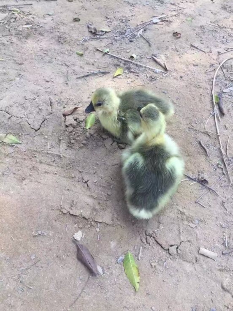 狮头鹅苗