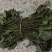 商薯19红薯苗龙薯9西瓜红紫薯