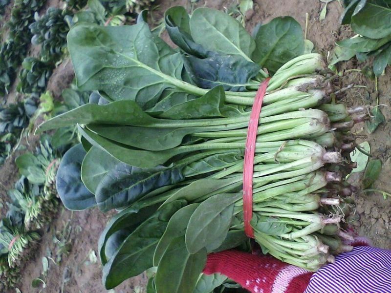名门菠菜