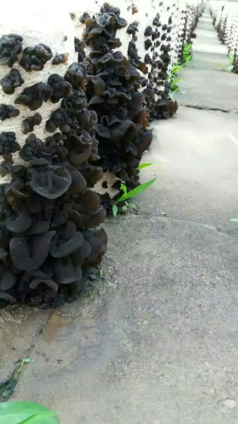 干木耳特级