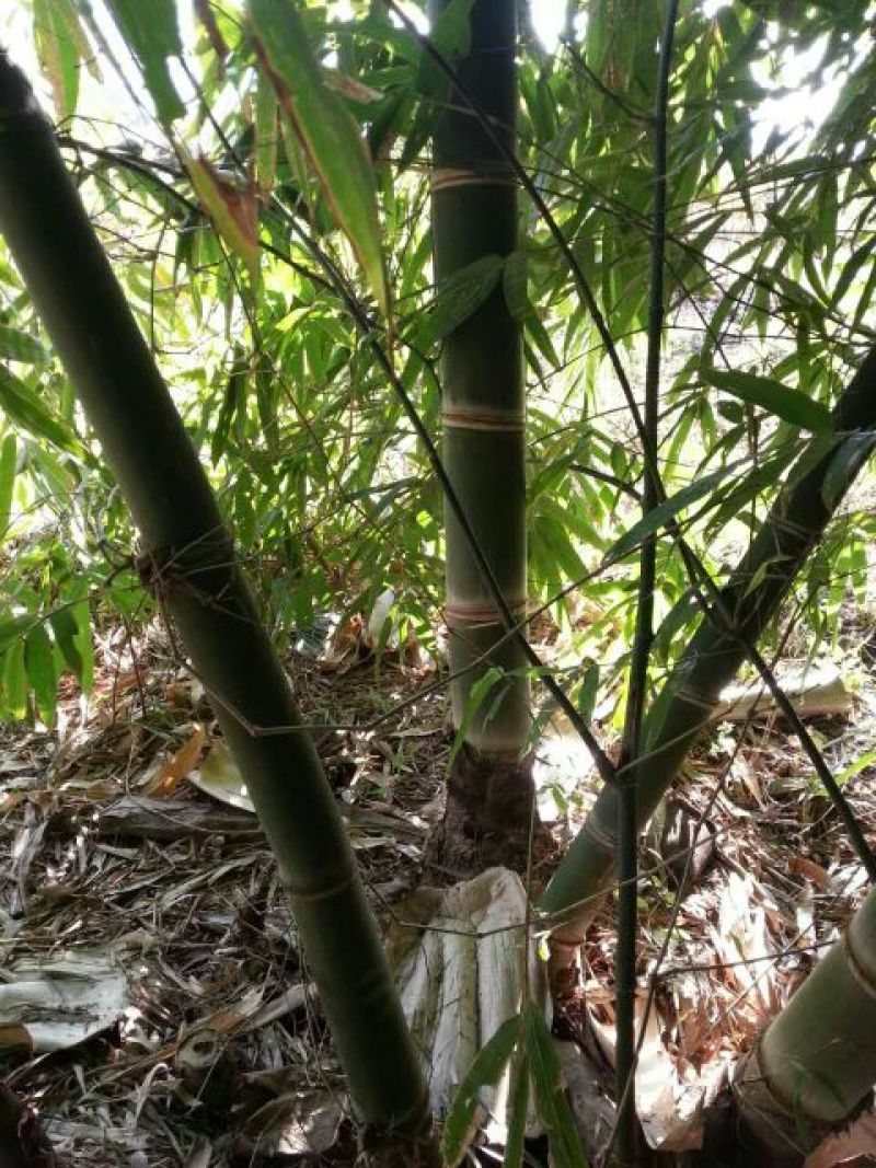 甜竹苗水果竹云南甜竹苗