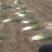 长白大葱35~40cm毛葱2cm左右