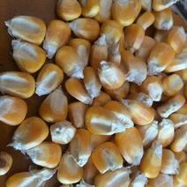 玉米自然干早春玉米大量上市14~16%毛粮，净粮都有