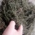 鹅不食草(手捡青无杂选货)