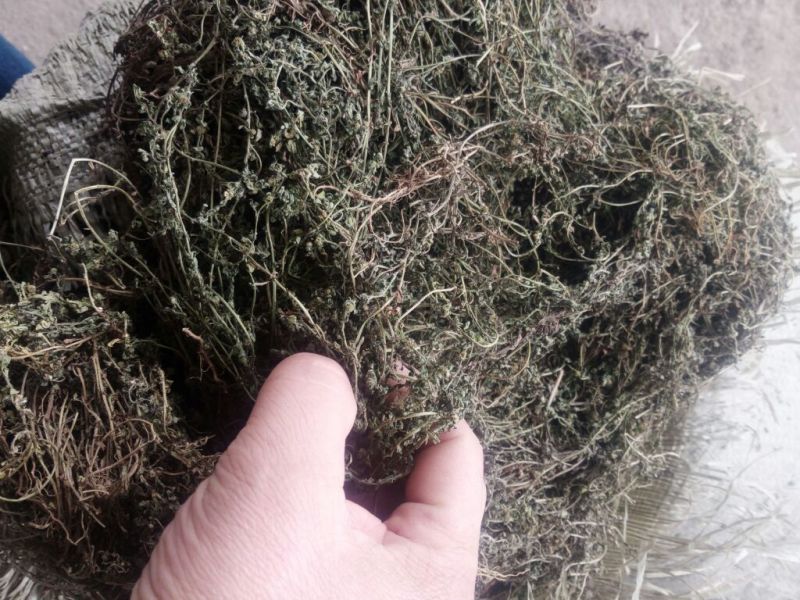 鹅不食草(手捡青无杂选货)