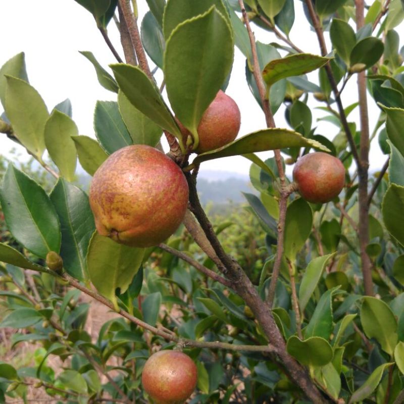 油茶籽98%以上