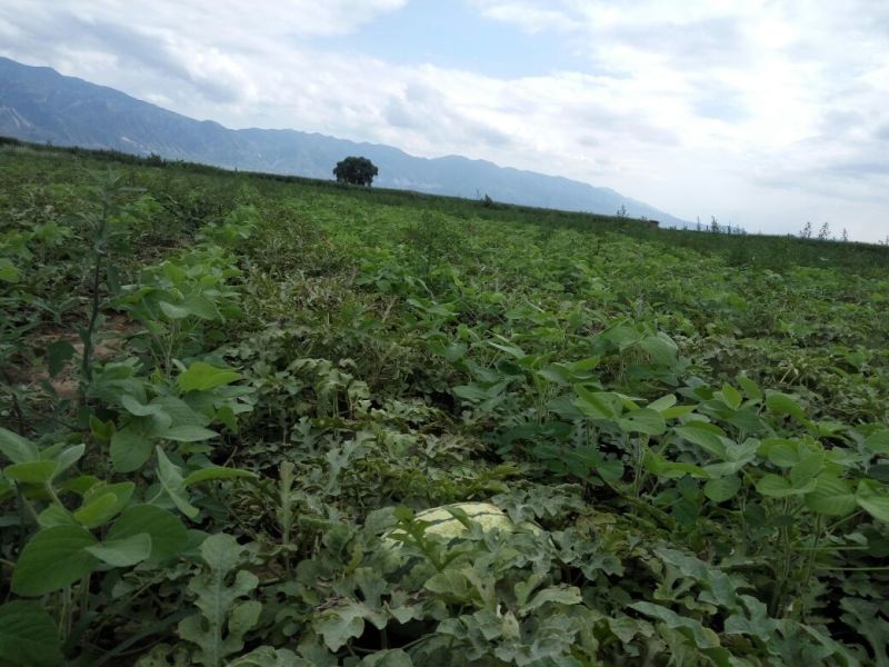 西瓜沙地斤打底9成熟1茬，大量出售忻州西瓜，品种齐全