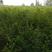 突尼斯软籽石榴树苗，大红袍石榴苗，80cm以上