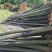 黄山栾树4~6cm4~6cm3~3.5米