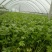 芹菜50cm以上