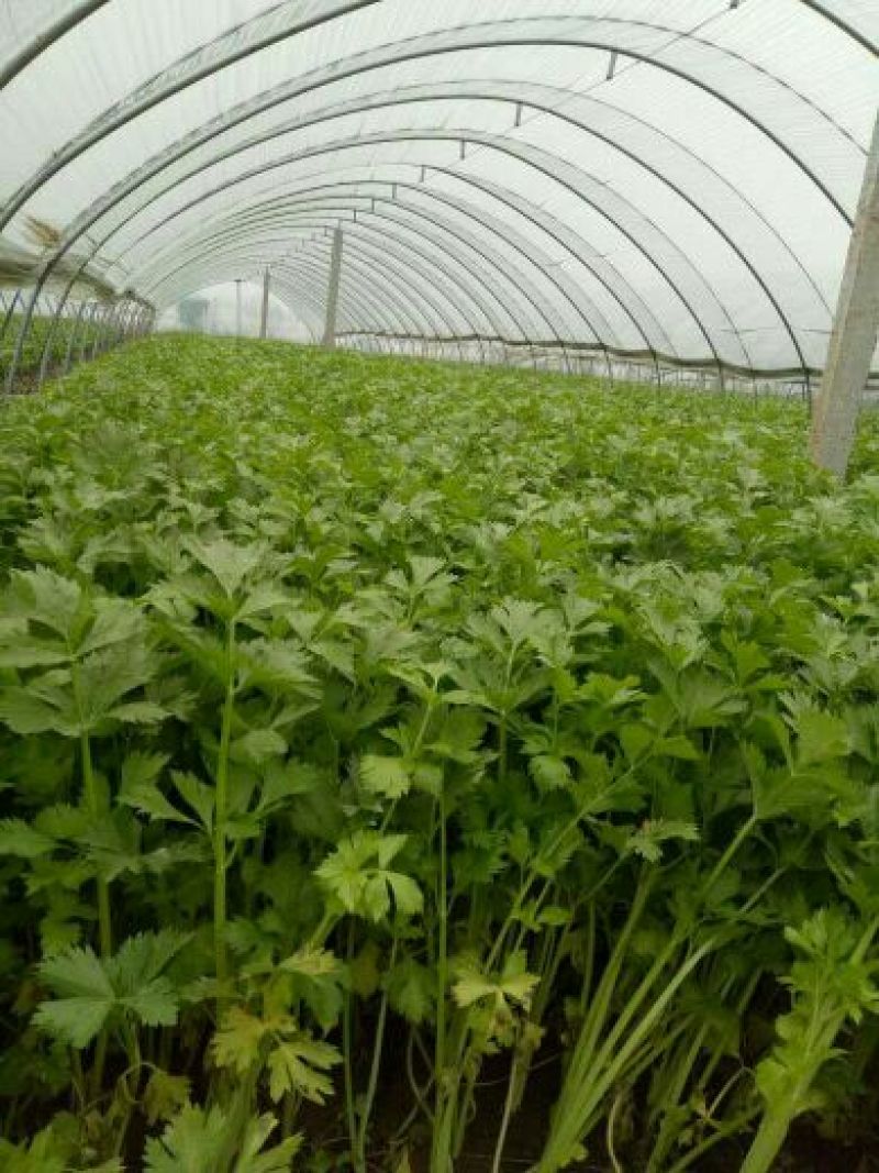 芹菜50cm以上