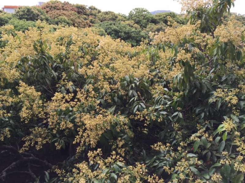 糯米糍荔枝