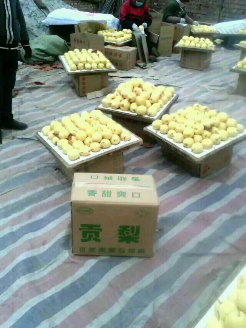 酥梨200~250g纸袋