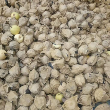 蜜梨150~200g纸袋