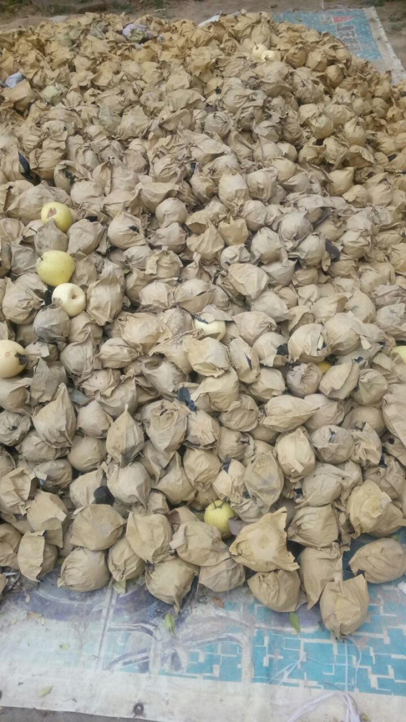 蜜梨150~200g纸袋