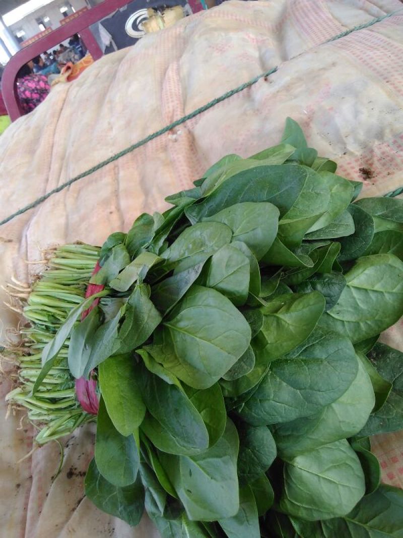 大叶菠菜25~30厘米