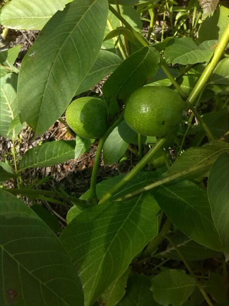 核桃苗二年苗50~100cm