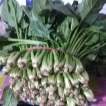 越冬菠菜25~30厘米