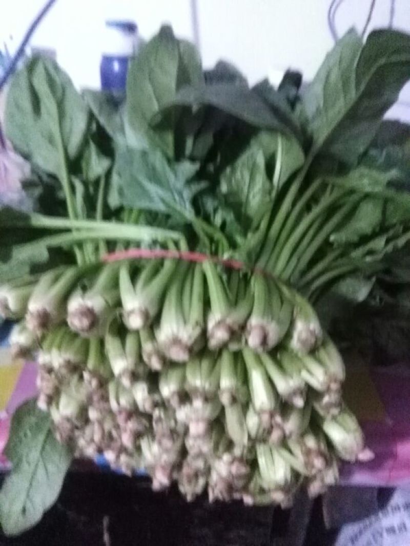 越冬菠菜25~30厘米