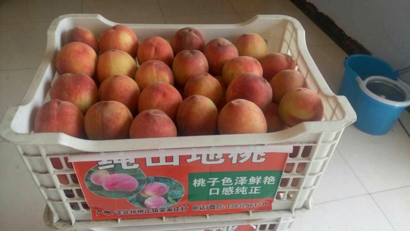 红桃80mm以上