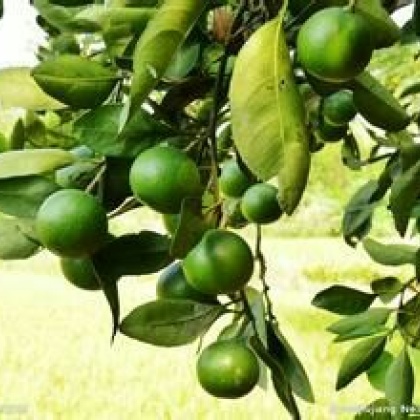 湖南常德市石门县蜜桔 6.5~7cm批发_才春华供