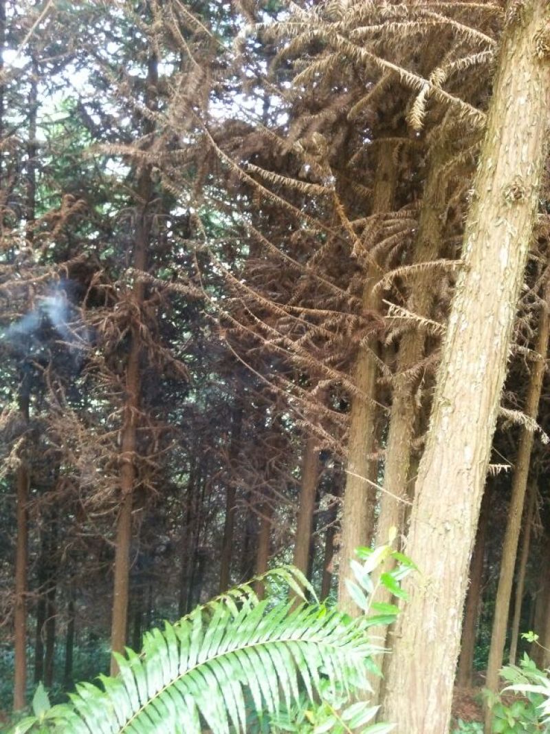 杉树3m以上