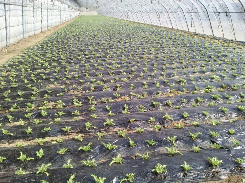 苦苣菜20~25厘米