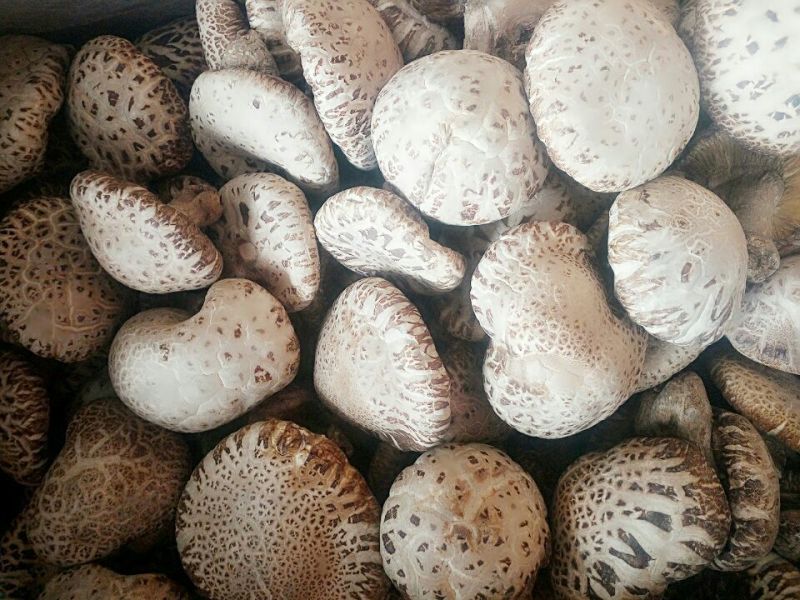 干香菇3cm以上