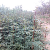 大红袍，狮子头，无刺花椒苗1~2年
