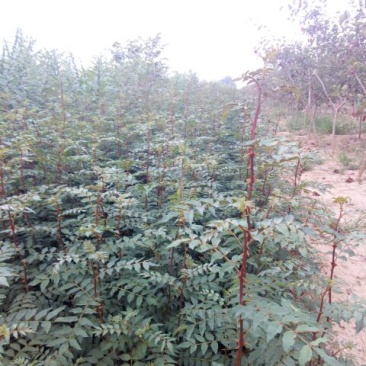 大红袍，狮子头，无刺花椒苗1~2年