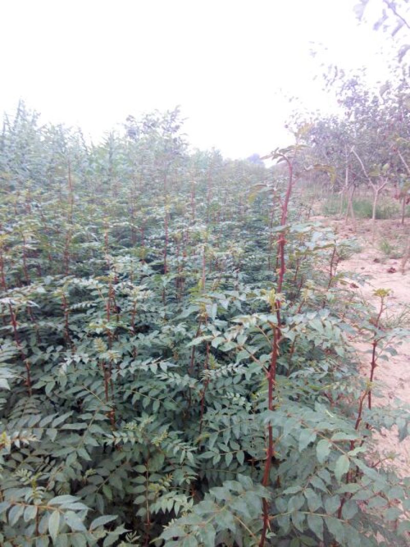 大红袍，狮子头，无刺花椒苗1~2年