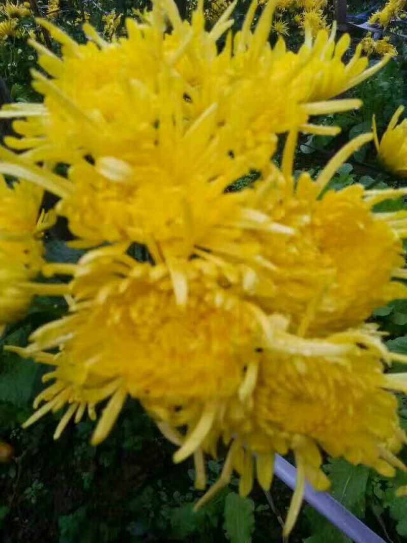 菊花茶开花